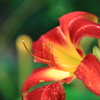 花一輪