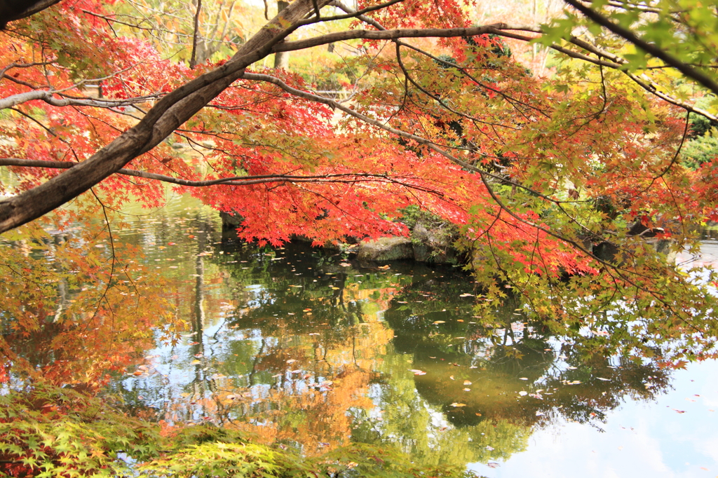紅葉２