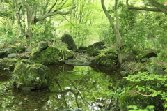 池の新緑