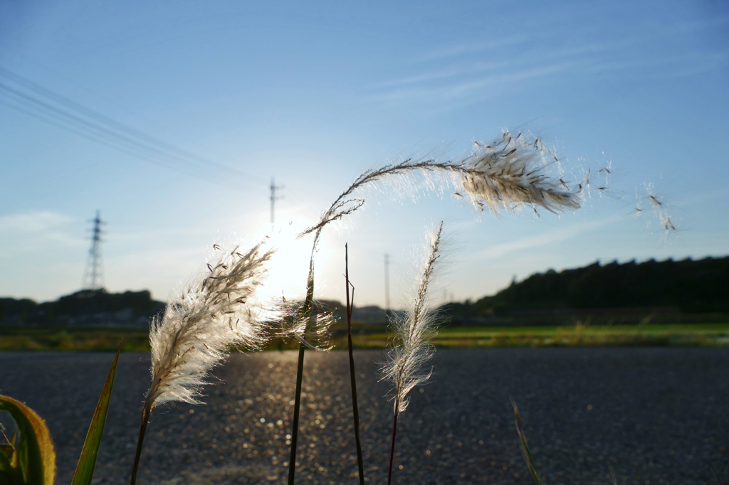 ツバナと夕陽