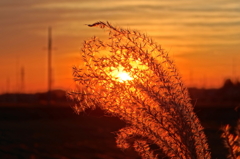 夕陽と野草５