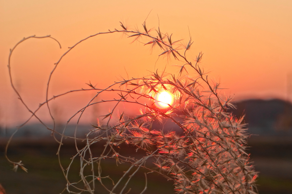 夕陽とススキ