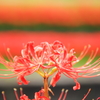 彼岸花７