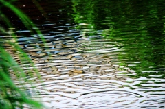  逢妻女川：水面の夏模様