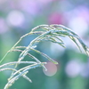 雑草とコスモス
