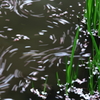 菖蒲と花筏