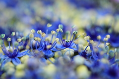 紫陽花