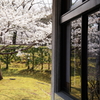 桜咲く♪～♪
