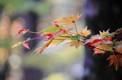 虹色の紅葉