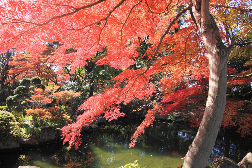 紅葉の見頃