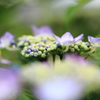 紫陽花