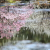水面の花の宴