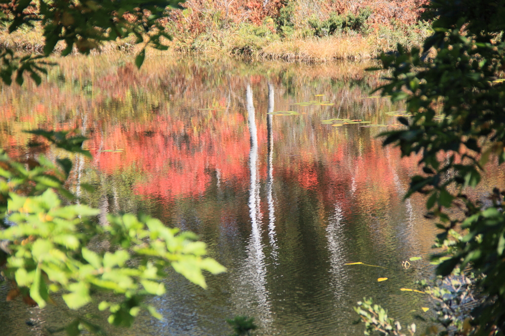 一沼の紅葉２