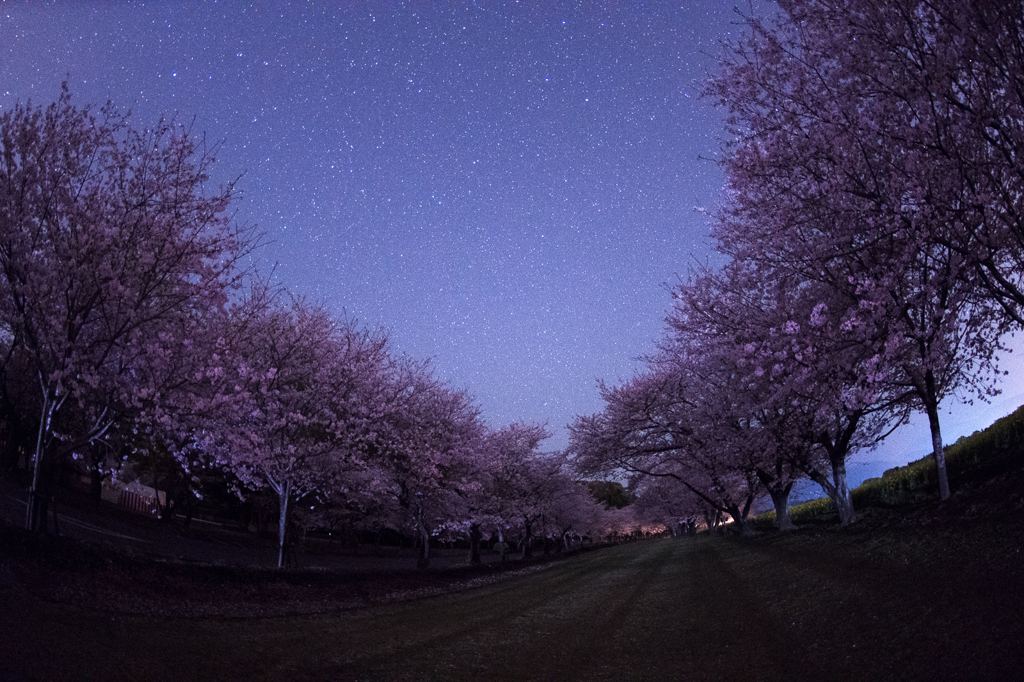 桜夜道