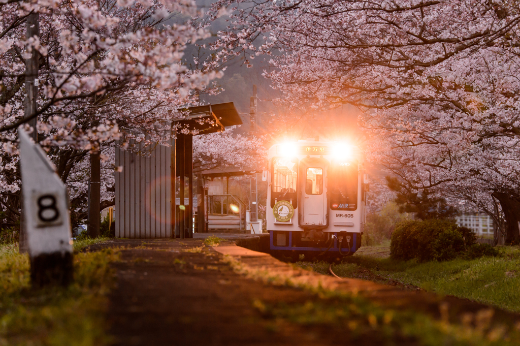 ～ 夕紅桜 ～