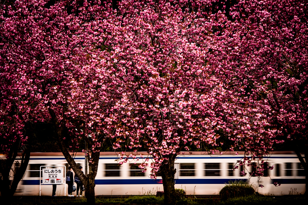 ～ 八重の桜 ～