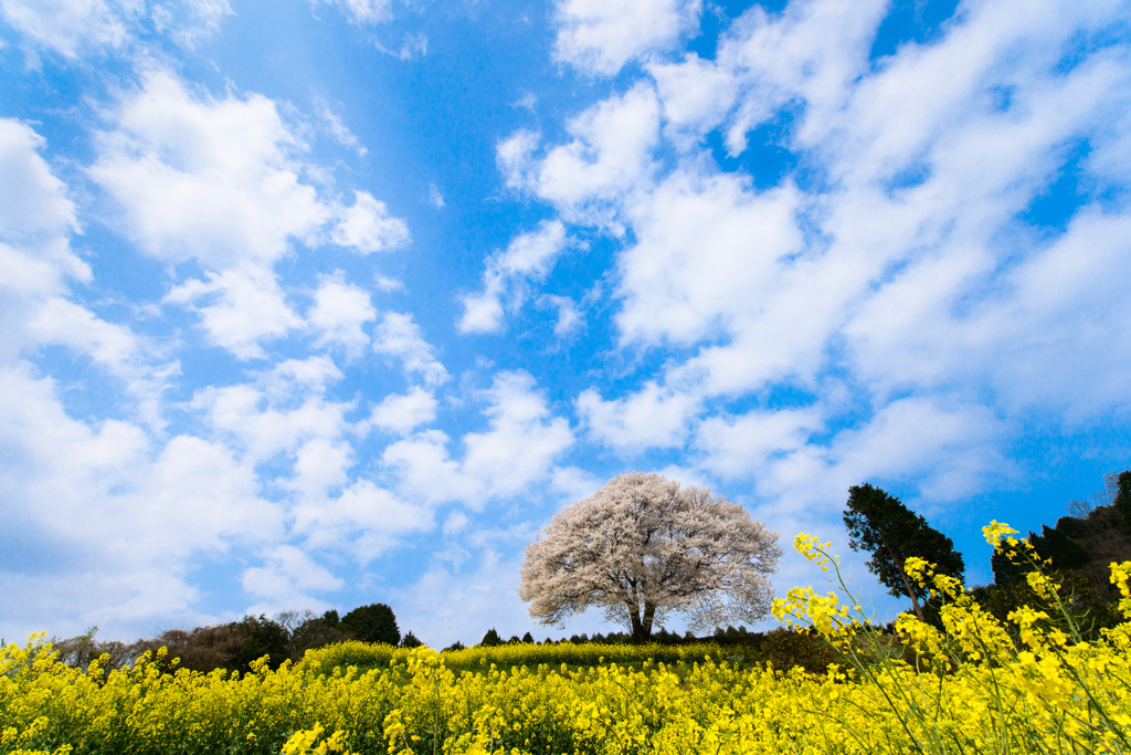 ～ 晴れた～！ 咲いた～！  ～