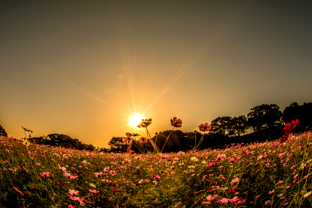 ～　秋桜色の夕暮れ　～