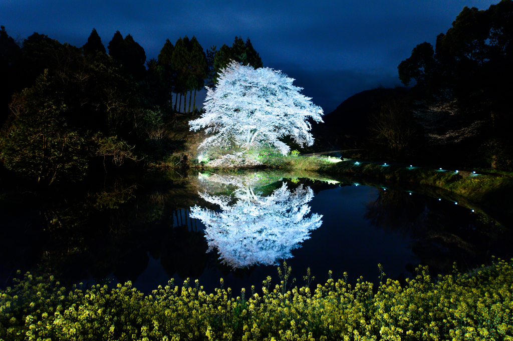 ～ 白観巣... 水面に咲いて ～