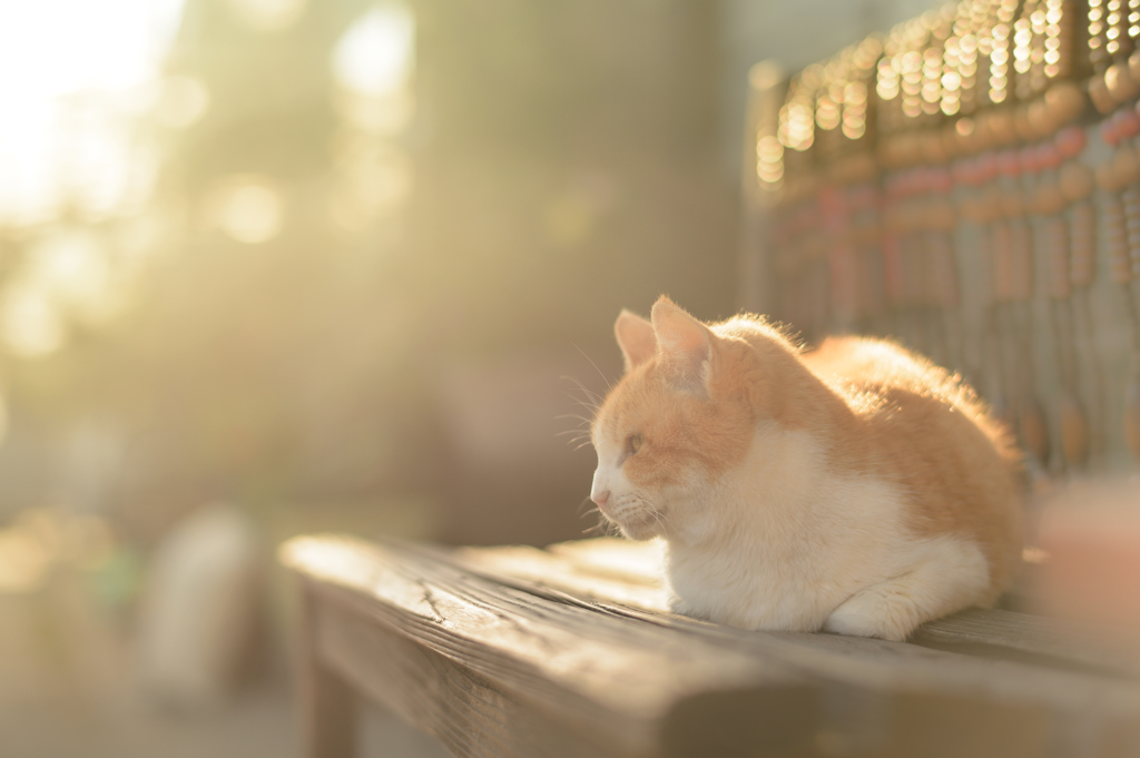 ～ いつもと変わらぬ幸福論 ～