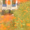 ~ 秋桜のベ―ル ~