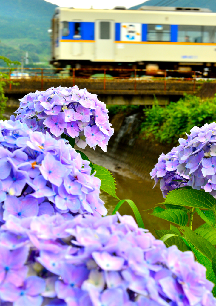 紫陽花電車