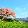 ～　納戸料の百年桜　～