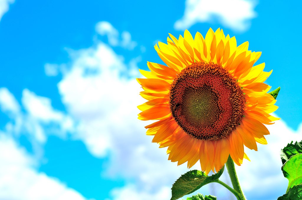 Season in the sun ☼
