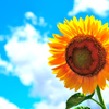 Season in the sun ☼