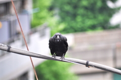 カラス