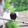 カラス