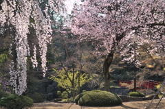 喜多院・春