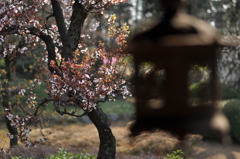 喜多院・庭にて