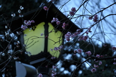 靖国神社～梅