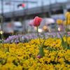 大通りの夕暮れ