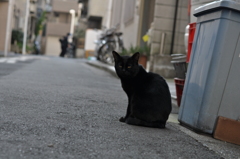 不良猫