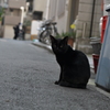 不良猫