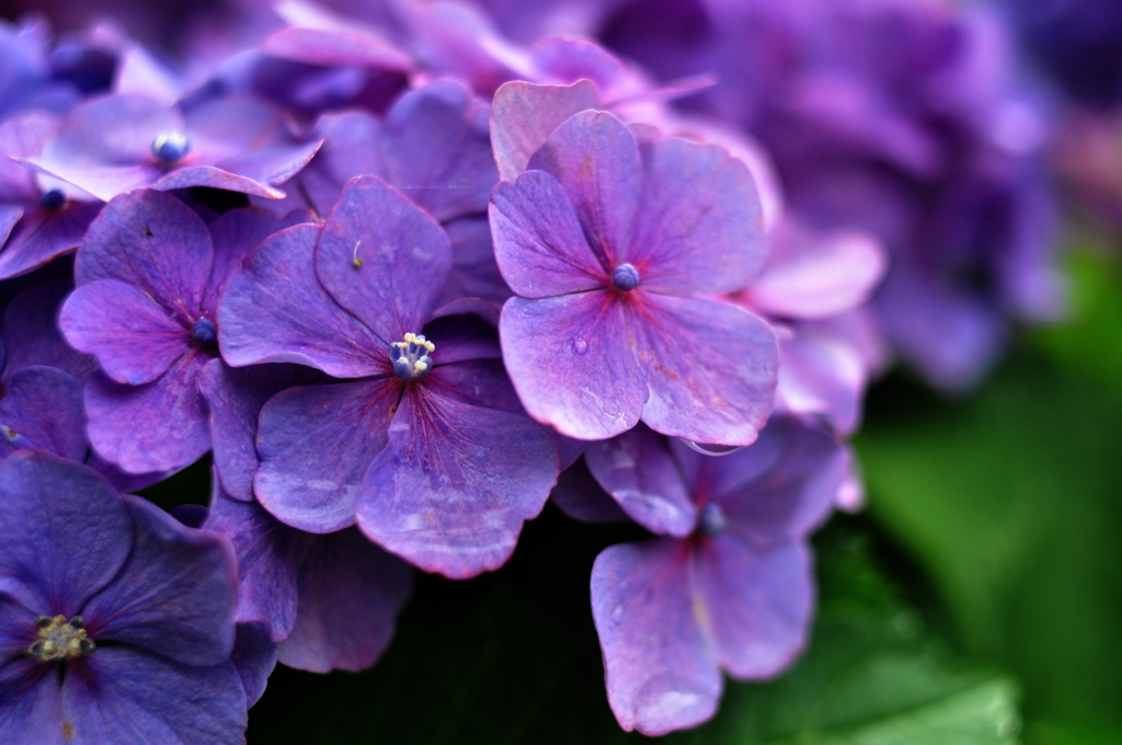 紫陽花の花びら