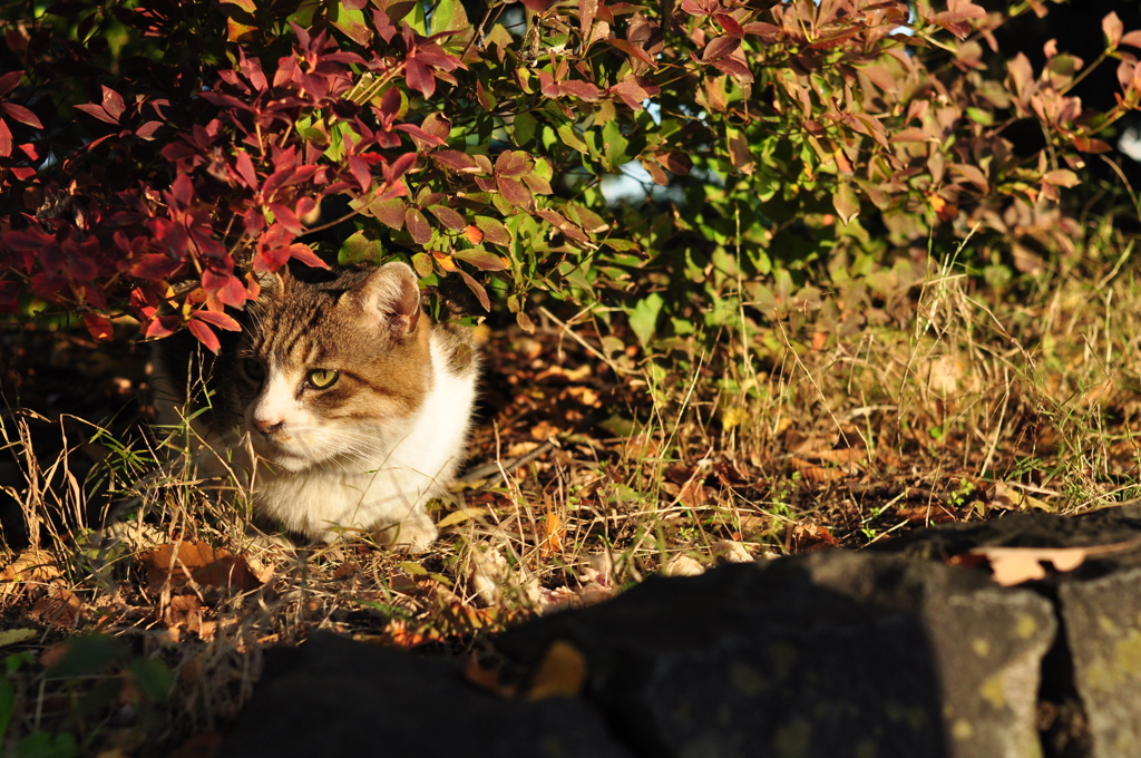 色づく猫