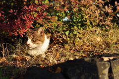 色づく猫
