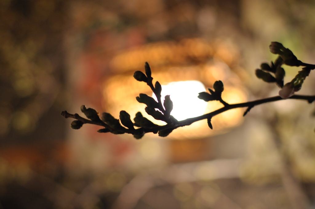 桜・開花宣言日