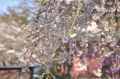 喜多院・しだれ桜