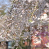 喜多院・しだれ桜