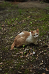 美人猫