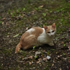 美人猫
