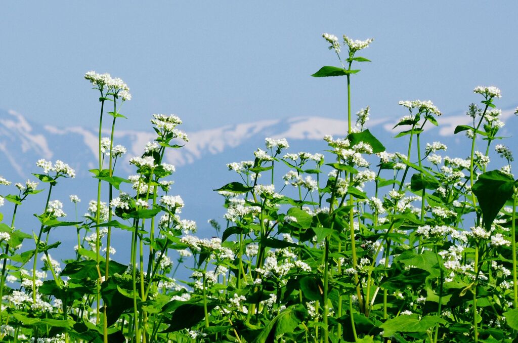 そばの花と飯豊山