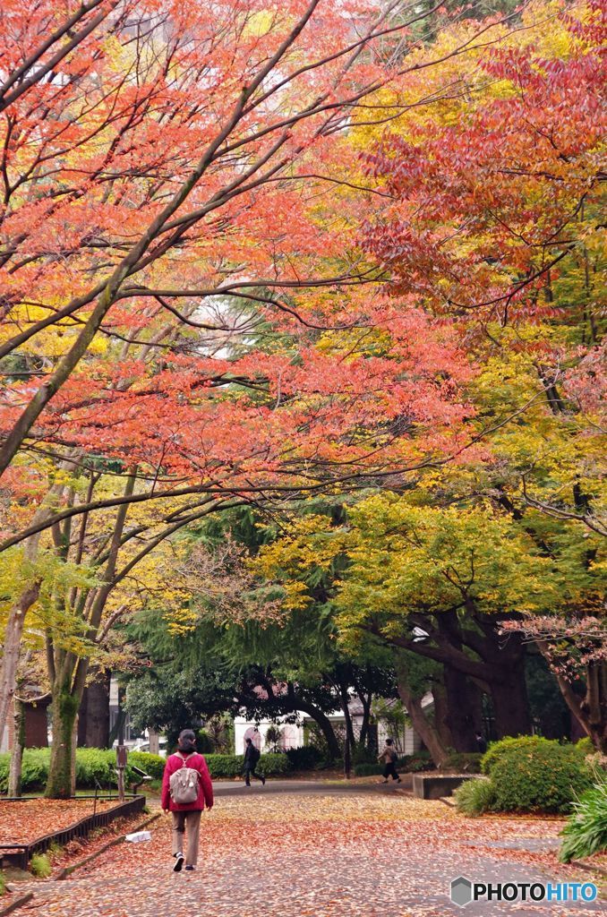 紅葉　IMGP9749
