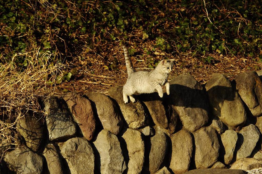 大ジャンプ　bIMGP9841b