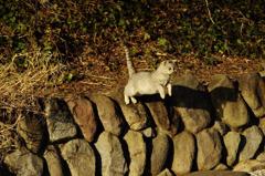 大ジャンプ　bIMGP9841b