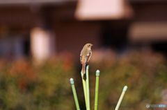 今日の鳥　IMGP8115